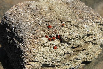 Red ladybugs have accumulated on the stone.