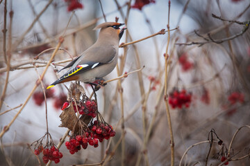 The Waxwing and red Berries - 431674574