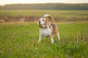 beagle dog on a walk on a May evening