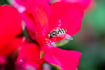 A bug on red flower