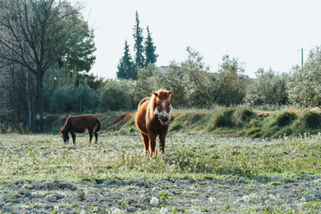 Poni  y mula en la naturaleza. Caballos pastando en el campo.