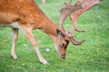 A male fallow deer in the meadow