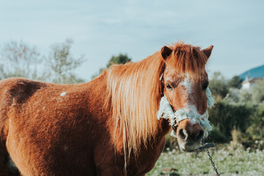 Poni en la naturaleza. Caballo peque&ntilde;o en el campo. Potro.
