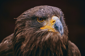 brown eagle head detail on black backgroun 