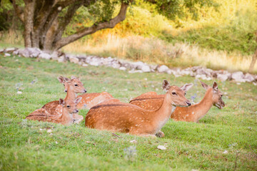 Baby fallow deer with its mum in the grass