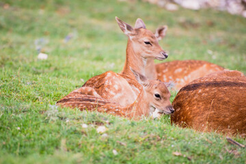Baby fallow deer with its mum in the grass