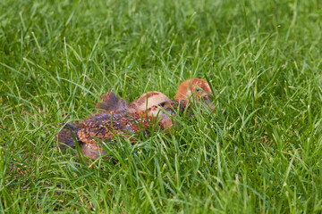 little chickens on the grass,little chickens sleeping in the grass in spring