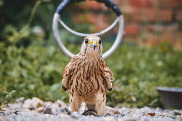 red tailed hawk , Kestrel