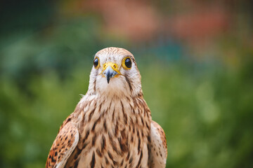 red tailed hawk , Kestrel