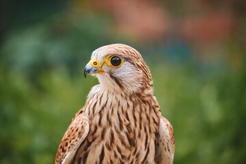 red tailed hawk , Kestrel