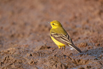 Yellow wagtail, Motacilla flava