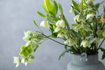 クリスマスローズ　ヘレボルス