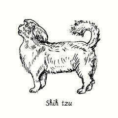 Shih Tzu standing side view. Ink black and white doodle drawing in woodcut style.