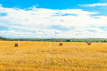 Fototapeta na wymiar Scenic view hey; field; farm; bale; hay; grass; rural; country; harvest; natural; farmland; crop; stack; countryside; farming; agricultural; industry; landscape; Island;of hay stacks on sunny day