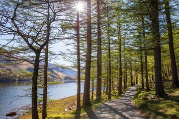 Naklejka premium Woodland path on the western shore of Buttermere, English Lake District.