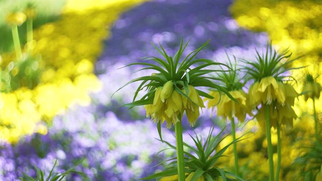 colorful yellow and violette flower field.