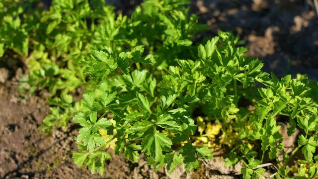 Closeup view 4k stock video footage of spring young sprouting green foliage of cilantro or coriander plants growing in brown organic soil outdoors. Fresh leaves moving in blowing wind