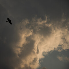 Bird and clouds