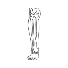Human calf with skeleton, front view. Human leg bones drawn wines lines on white background. Vector Stock illustration.