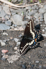 Black Swallowtail on gravel