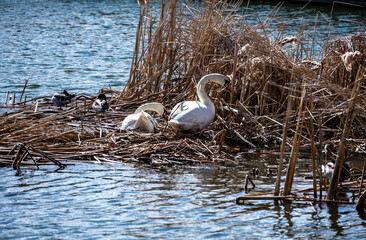 white swan on the lake on a bright spring day 