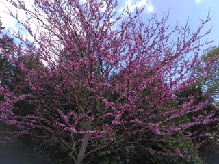 kwitnące fioletowe drzewo - obrazy, fototapety, plakaty