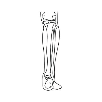 Human calf with skeleton, front view. Human leg bones drawn wines lines on white background. Vector Stock illustration.