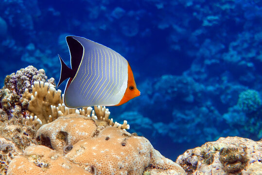 Coral fish - Hooded butterflyfish or Orangeface butterflyfish (Chaetodon larvatus) in Red Sea