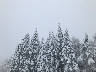 snow covered trees