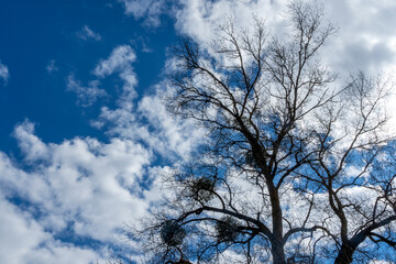 Tree infested with mistletoe parasites on a blue sky with white clouds background in the spring park. Bottom view