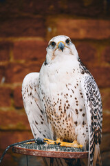 white hawk