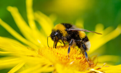 Hummel auf die gelben Sommer  Blümchen  Nahaufnahme