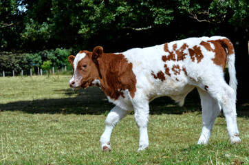 Brown and white calf walking in grass in France