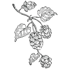 Hop plant hand drawing vintage clip art. Humulus logo or tattoo highly detailed in line art style concept. Black and white isolated. Antique vintage engraving illustration for emblem