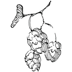 Hop plant hand drawing vintage clip art. Humulus logo or tattoo highly detailed in line art style concept. Black and white isolated. Antique vintage engraving illustration for emblem