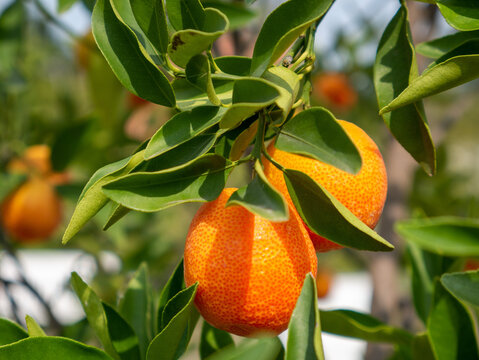Small kumquats on the tree