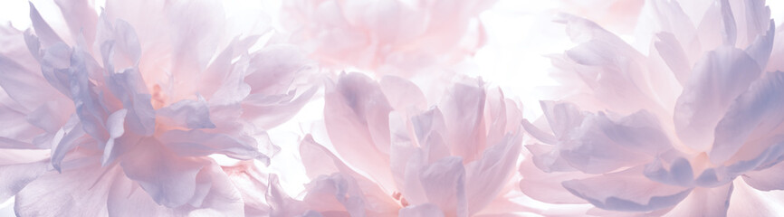 Blossoming delicate peony,pastel and soft background © Lily