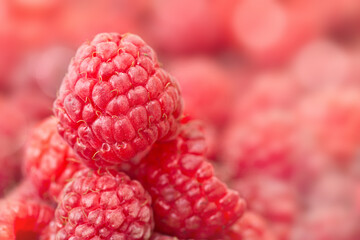 Close up of fresh raspberries, pink bokeh background with copy space