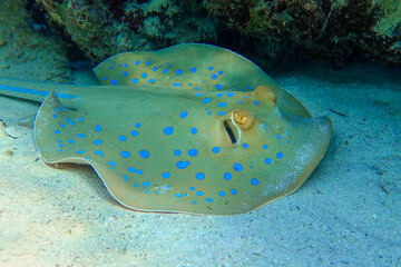 Blue spotted stingray (Taeniura lymma) -  Red Sea