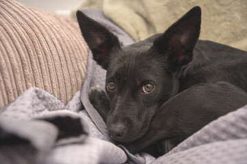 Scared black dog on a sofa