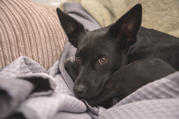 Scared black dog on a sofa