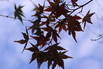 紅葉