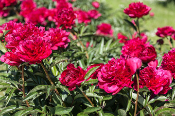 a bush of blooming bright red peonies in the park on a summer day