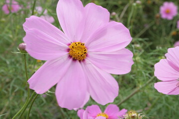 コスモス