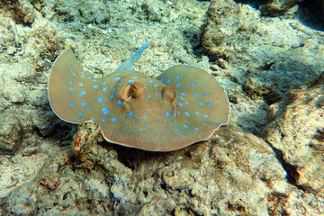 Blue spotted stingray (Taeniura lymma) -  Red Sea