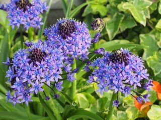 シラー・ペルビアナ