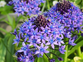 シラー・ペルビアナ