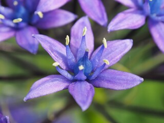 シラー・ペルビアナ