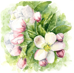 Watercolor drawing blooming apple branch close up