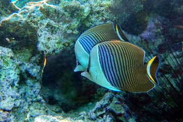 Fototapeta na wymiar Coral fish - Tropical fish - Whiteface butterflyfish (Chaetodon mesoleucos ) in Red sea 